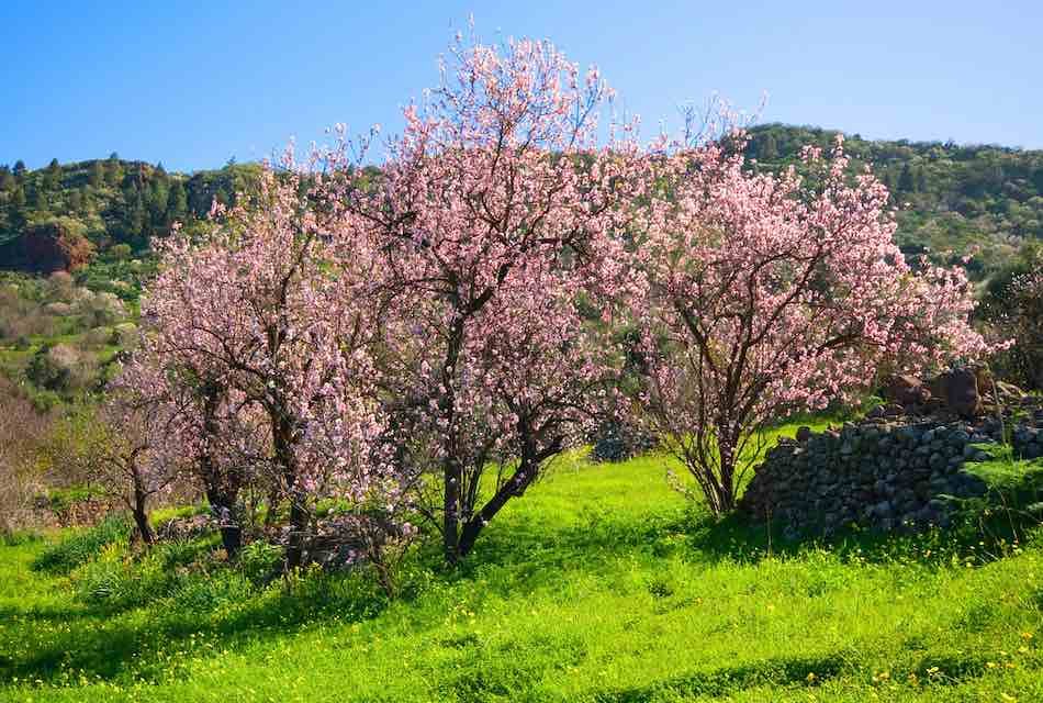 VALSEQUILLO ULTIMA LA RUTA DEL ALMENDRERO EN FLOR